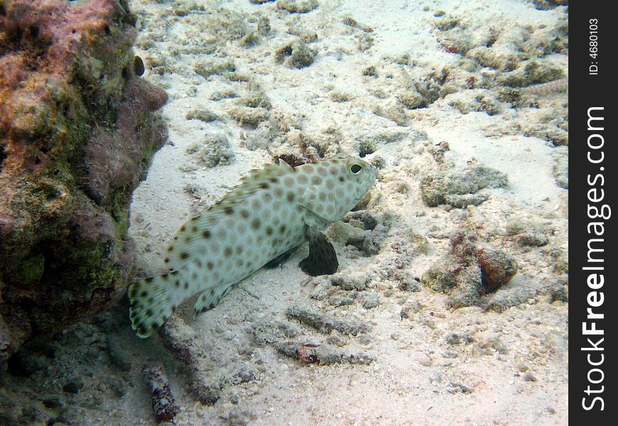 Fish : Fat Arabian grouper