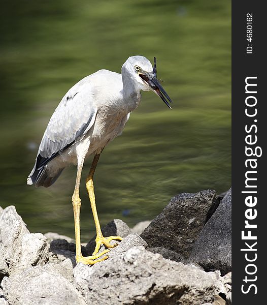 Heron just caught fishn at the lake and about to eat it