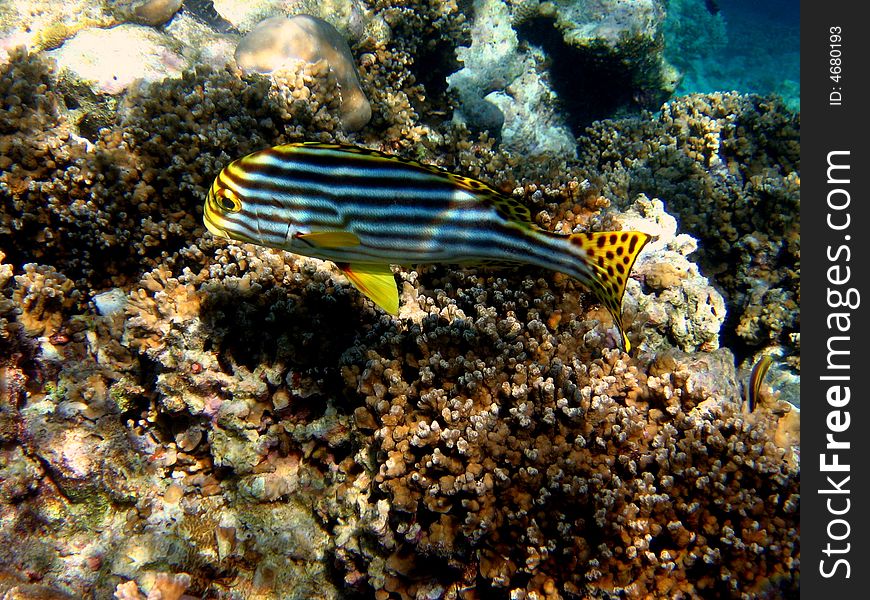 A nice and coloured Oriental maldivian Sweetlips. italian name: Grugnitore Orientale scientific name: Plectorinchus Orientalis english name: Oriental Sweetlips