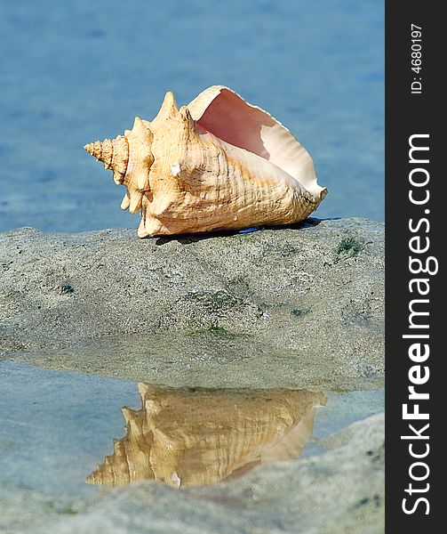 Yellow cockle-shell on the beach