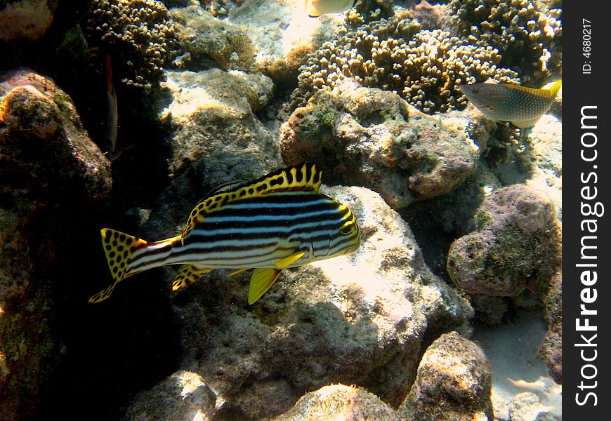 A nice and yellow coloured Oriental maldivian Sweetlips swimming in the coral reef of Maldives.
italian name: Grugnitore Orientale
scientific name: Plectorinchus Orientalis
english name: Oriental Sweetlips. A nice and yellow coloured Oriental maldivian Sweetlips swimming in the coral reef of Maldives.
italian name: Grugnitore Orientale
scientific name: Plectorinchus Orientalis
english name: Oriental Sweetlips