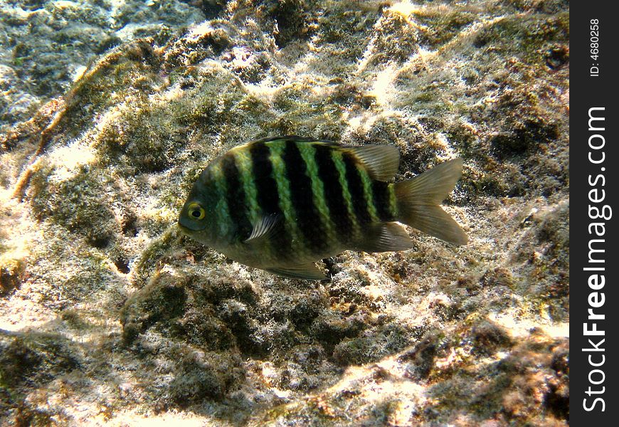 A maldivian Banded Sergeant, very similar to Indo-Pacific Sergeant italian name: Pesce Sergente Lineato scientific name: Abudefduf Septemfasciatus english name: Banded Sergeant
