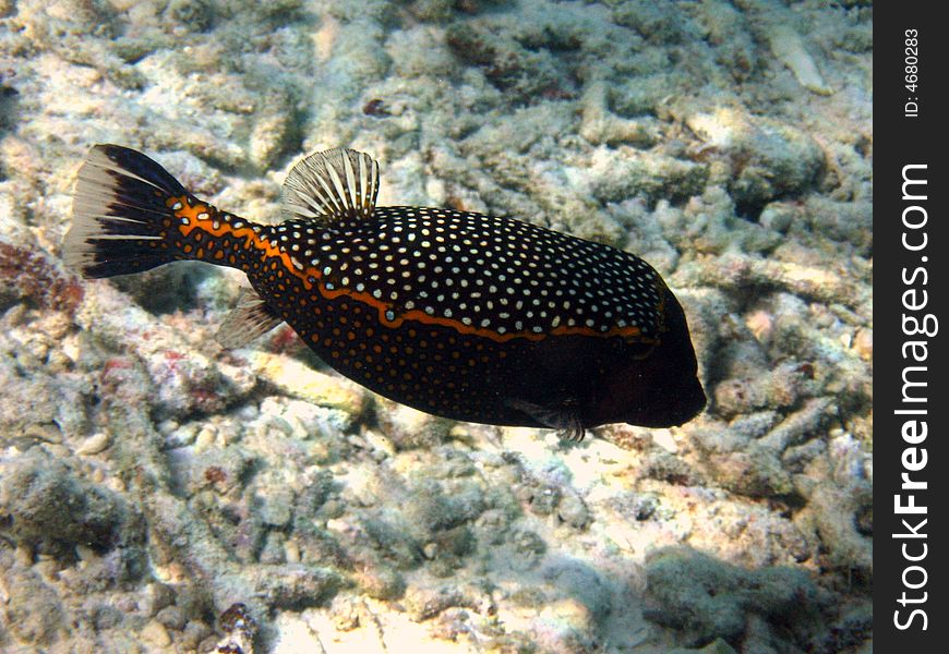 A Spotted Boxfish: this is a timid fish, not so common to see, and not dangerous!
italian name: Pesce scatola
scientific name: Ostracion Meleagris
english name: Spotted Boxfish