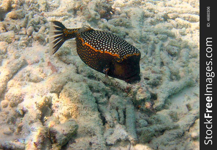 A timid spotted boxfish in maldivian sea, with coral reef as background
italian name: Pesce scatola
scientific name: Ostracion Meleagris
english name: Spotted Boxfish. A timid spotted boxfish in maldivian sea, with coral reef as background
italian name: Pesce scatola
scientific name: Ostracion Meleagris
english name: Spotted Boxfish