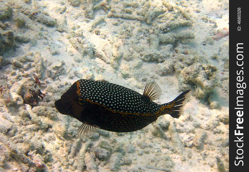 A black spotted boxfish with white points and orange colours italian name: Pesce scatola scientific name: Ostracion Meleagris english name: Spotted Boxfish. A black spotted boxfish with white points and orange colours italian name: Pesce scatola scientific name: Ostracion Meleagris english name: Spotted Boxfish