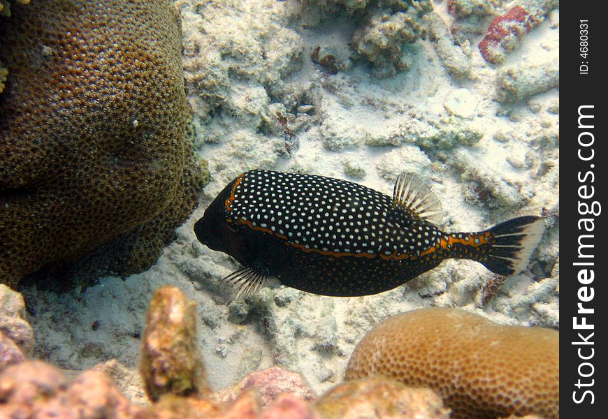 A little boxfish swimming in maldivian coral reef
italian name: Pesce scatola
scientific name: Ostracion Meleagris
english name: Spotted Boxfish