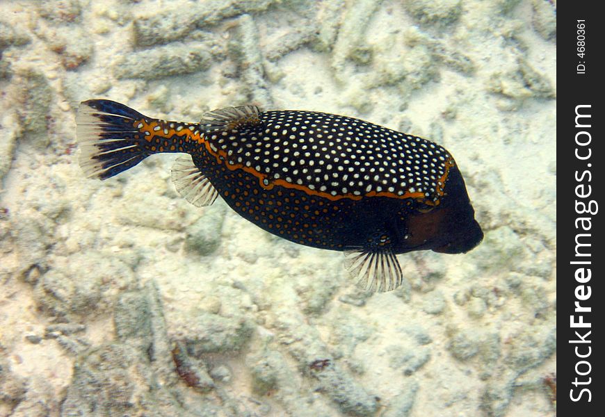 Fish : Spotted Boxfish