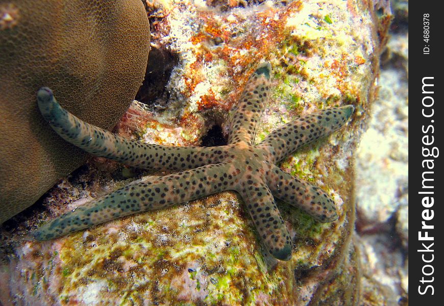 Here is a linckia multifora, a common sea star in maldivian reef
italian name: Stella Marina multifori
scientific name: linckia multifora
english name: spotted linckia