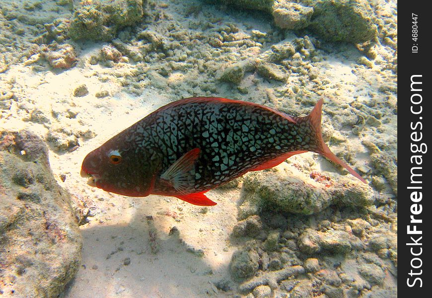 An Ember Parrotfish seraching for food near th coral reef
italian name: Pesce pappagallo brace
scientific name: Scarus Rubroviolaceus
english name: Ember Parrotfish. An Ember Parrotfish seraching for food near th coral reef
italian name: Pesce pappagallo brace
scientific name: Scarus Rubroviolaceus
english name: Ember Parrotfish