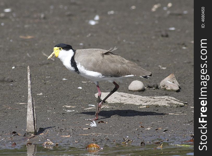 Masked lapwing is walking in the lake looking for food
