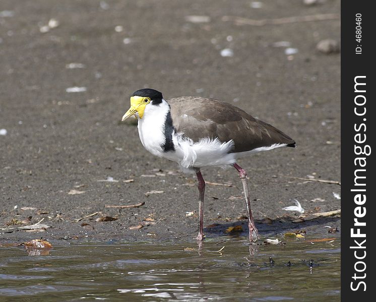 Masked lapwing is walking in the lake looking for food