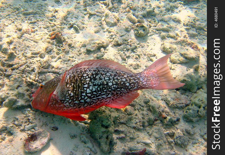 Here is a big Ember Parrotfish I saw while doing snorkeling in indian ocean (Maldives)
italian name: Pesce pappagallo brace
scientific name: Scarus Rubroviolaceus
english name: Ember Parrotfish