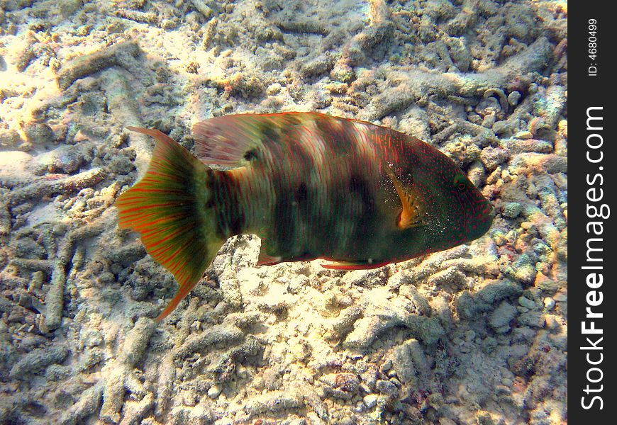 This kind of fish is called tordo dalla coda doppia and lives in coral reef. This kind of fish is called tordo dalla coda doppia and lives in coral reef