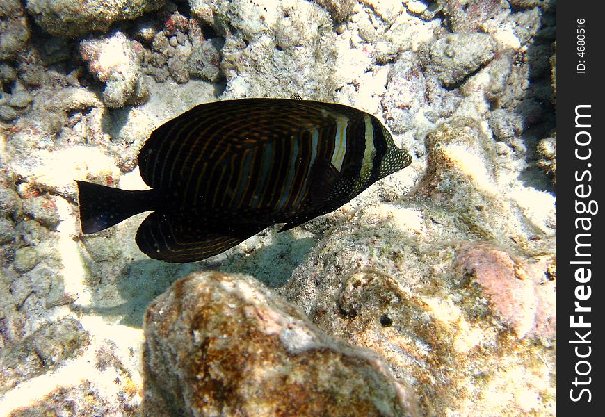 Sailfin Tang