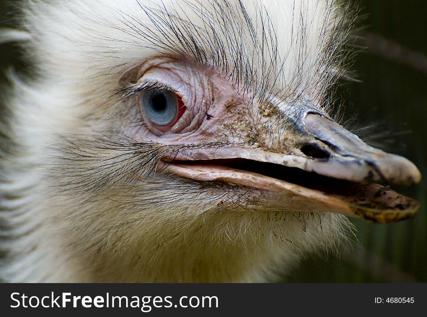 Funny looking ostrich with great blue eyes