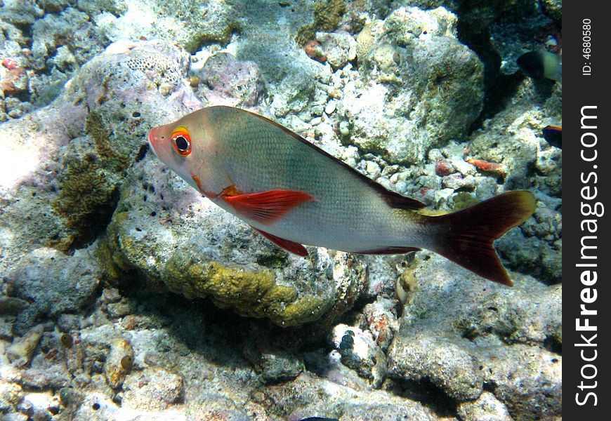 A Humpback Red Snapper swimming in maldivian sea. italian name: Pesce Azzannatore Gibboso scientific name: Lutjanus Gibbus english name: Humpback Red Snapper