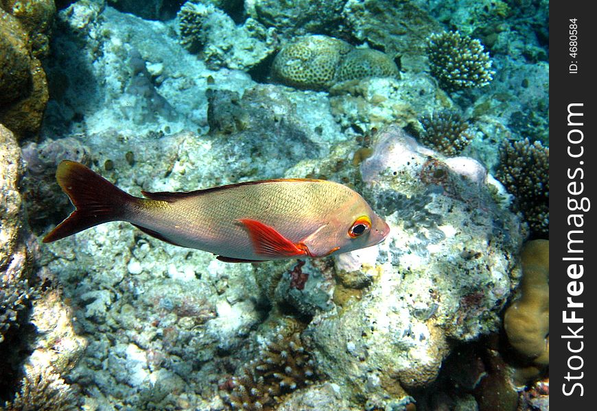Humpback Red Snapper near the coral reef in Maldives. italian name: Pesce Azzannatore Gibboso scientific name: Lutjanus Gibbus english name: Humpback Red Snapper