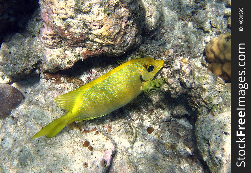 Here is a Blue-Spotted Spinefoot swimming in indian ocean coral reef italian name: Pesce Coniglio Corallino scientific name: Siganus Corallinus english name: Blue-Spotted Spinefoot. Here is a Blue-Spotted Spinefoot swimming in indian ocean coral reef italian name: Pesce Coniglio Corallino scientific name: Siganus Corallinus english name: Blue-Spotted Spinefoot