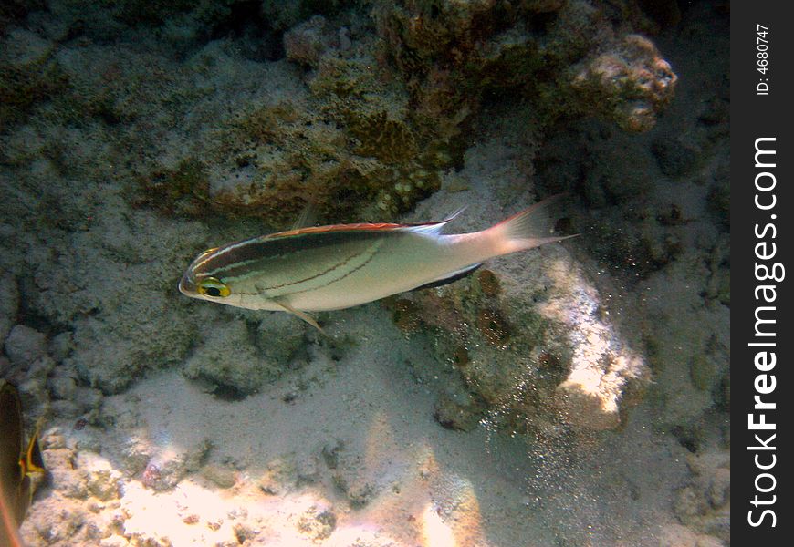 A white two-lined Monocle Bream from maldivian coral reef.
italian name: azzannatore bilineato
scientific name: Scolopsis Bilineata
english name: Two-Lined Monocle Bream. A white two-lined Monocle Bream from maldivian coral reef.
italian name: azzannatore bilineato
scientific name: Scolopsis Bilineata
english name: Two-Lined Monocle Bream