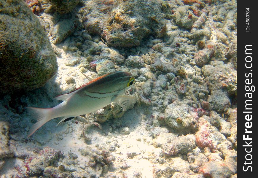 Fish : Two-Lined Monocle Bream