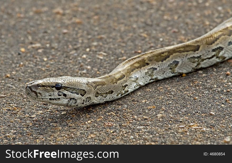 Close-up photo of a python on a public road. Close-up photo of a python on a public road