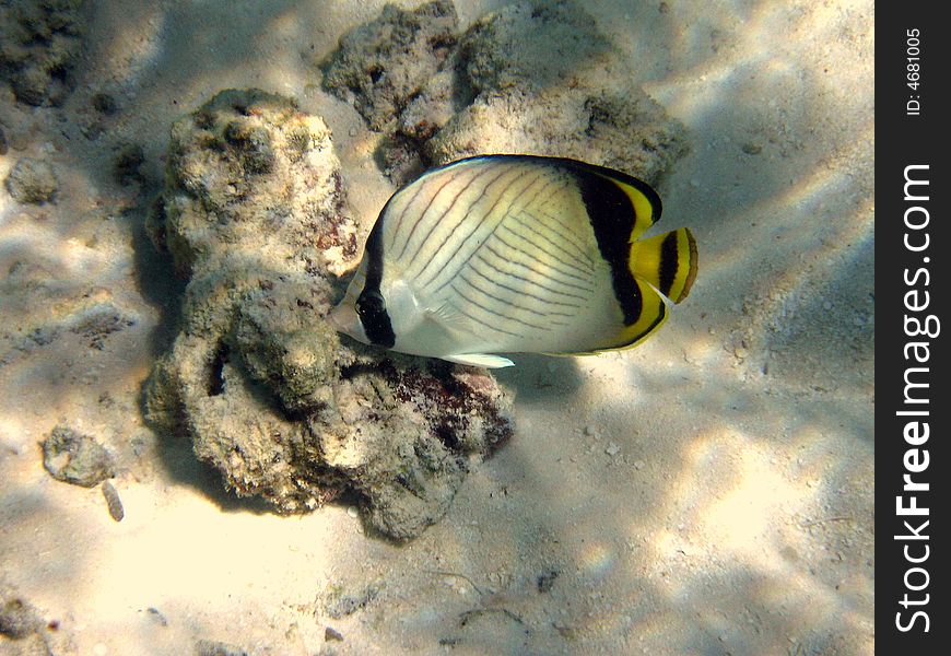 The Blackback butterflyfish is a common fish in Maldivian coral reef!
italian name: Pesce farfalla a dorso nero
scientific name: Chaetodon Melannotus
english name: Blackback butterflyfish