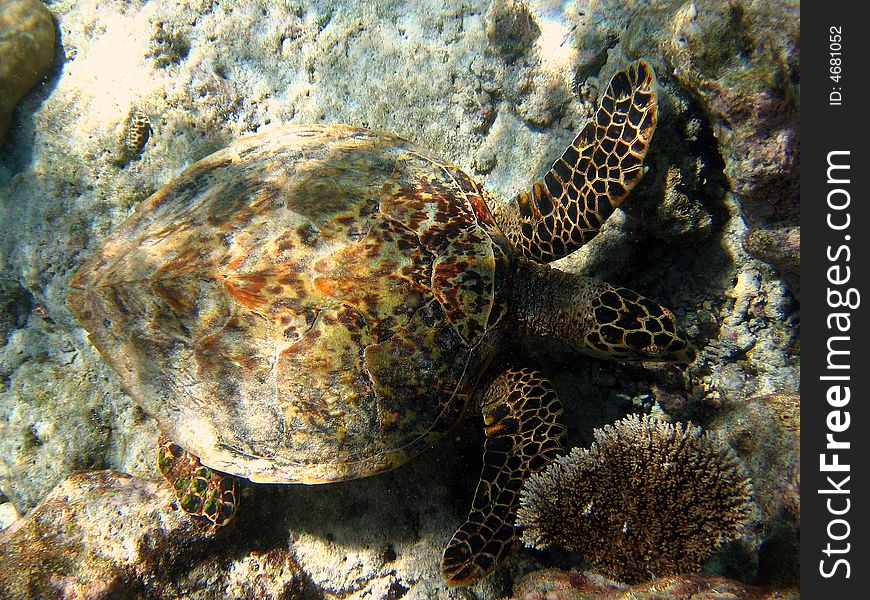 This brown Hawksbill Turtle is searching for something to eat in Maldivian ocean. italian name: Tartaruga Embricata scientific name: Eretmochelys Imbricata english name: Hawksbill Turtle