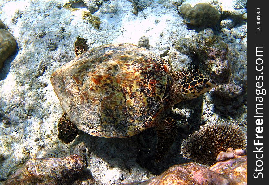 This Hawksbill Turtle is from Maldivian coral reef.
italian name: Tartaruga Embricata
scientific name: Eretmochelys Imbricata
english name: Hawksbill Turtle. This Hawksbill Turtle is from Maldivian coral reef.
italian name: Tartaruga Embricata
scientific name: Eretmochelys Imbricata
english name: Hawksbill Turtle