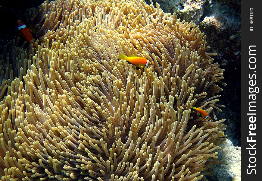 An orange fish in Maldivian ocean: a little Maldive Anemonefish
italian name: Pagliaccio Delle Maldive + Anemone
scientific name: Amphiprion Nigripes
english name: Maldive Anemonefish