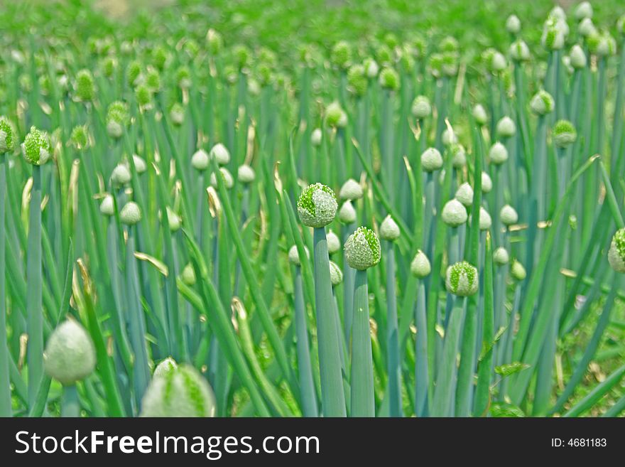 This is a large green onionsï¼Œ. This is a large green onionsï¼Œ