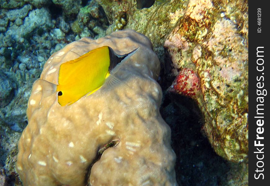 A yellow Longnose Butterflyfish in Maldivian coral reef!
italian name: Pesce Pinzetta muso lungo
scientific name: Forcipiger Longirostris
english name: Longnose Butterflyfish