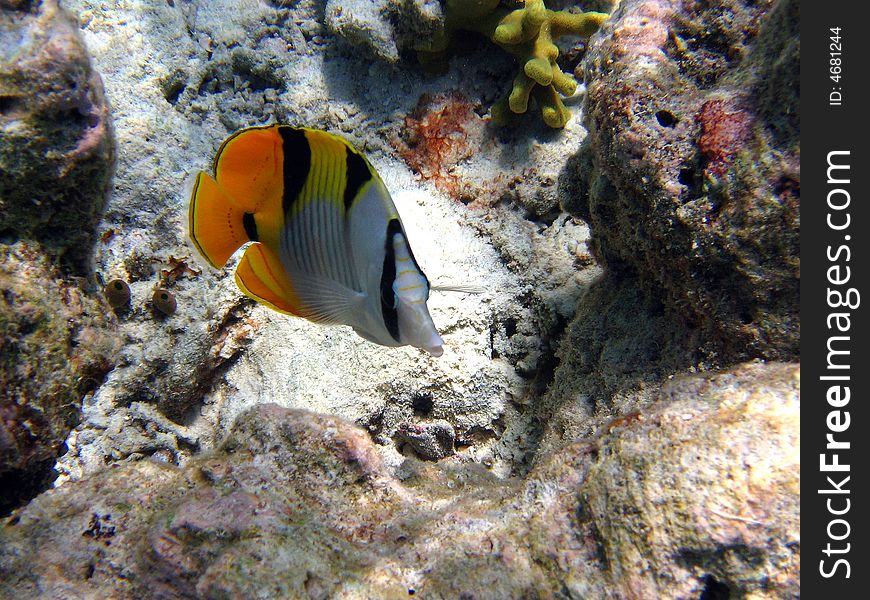 A front view of the Indian Double-Saddle Butterfly from maldivian coral reef italian name: Farfalla Doppia Sella scientific name: Chaetodon Falcula english name: Indian Double-Saddle Butterfly. A front view of the Indian Double-Saddle Butterfly from maldivian coral reef italian name: Farfalla Doppia Sella scientific name: Chaetodon Falcula english name: Indian Double-Saddle Butterfly