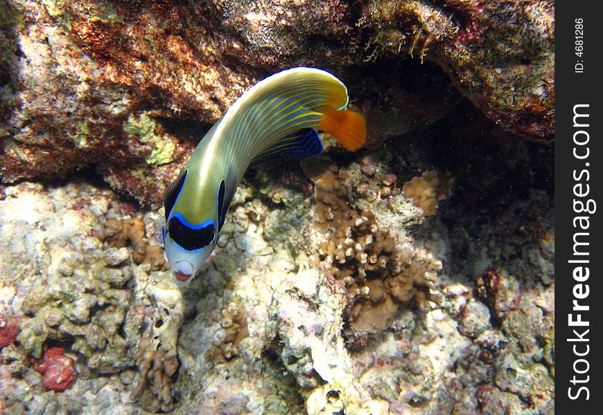 One of the most coloured fish in the coral reef: the emperor angelfish!
italian name: Pesce Angelo Imperatore
scientific name: Pomacanthus Imperator
english name: Emperor Angelfish. One of the most coloured fish in the coral reef: the emperor angelfish!
italian name: Pesce Angelo Imperatore
scientific name: Pomacanthus Imperator
english name: Emperor Angelfish