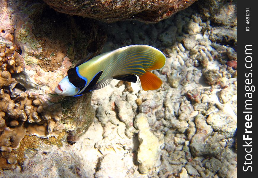 Emperor Angelfish Looking Me