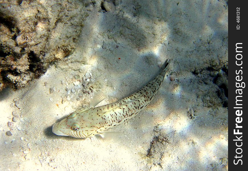 Fish : Speckled Sandperch