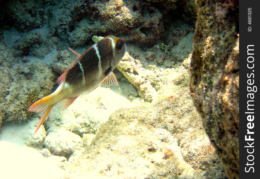 This is a maldivian fish from coral reef: the Humpnose Big-Eye Bream
italian name: Pesce Imperatore Occhio Grosso
scientific name: Monotaxis Grandoculis
english name: Humpnose Big-Eye Bream. This is a maldivian fish from coral reef: the Humpnose Big-Eye Bream
italian name: Pesce Imperatore Occhio Grosso
scientific name: Monotaxis Grandoculis
english name: Humpnose Big-Eye Bream