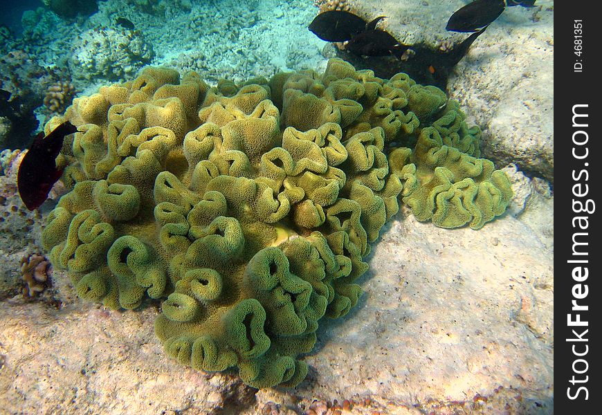 This is a full view of a maldivian coral leather living in the reef, with a school of dark black fishes. This is a full view of a maldivian coral leather living in the reef, with a school of dark black fishes