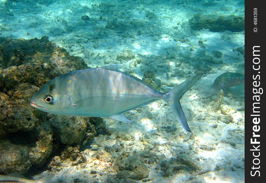 Blue Fish From Maldives