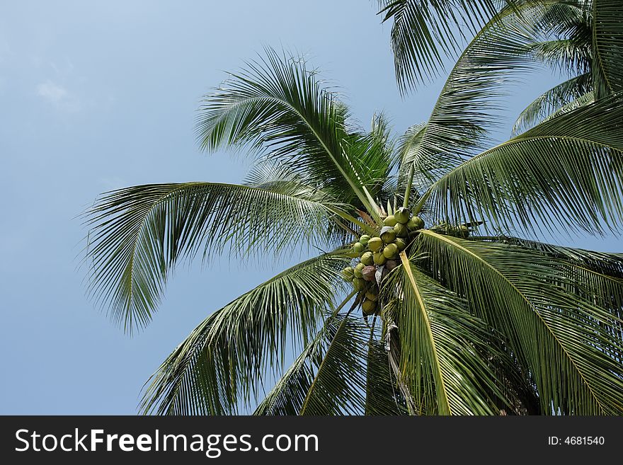 Coconut palm. Thailand. Samui island.