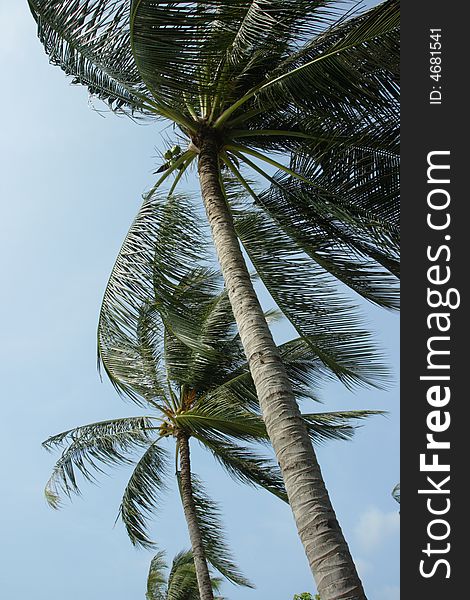 Tilted palm. Thailand. Samui island.