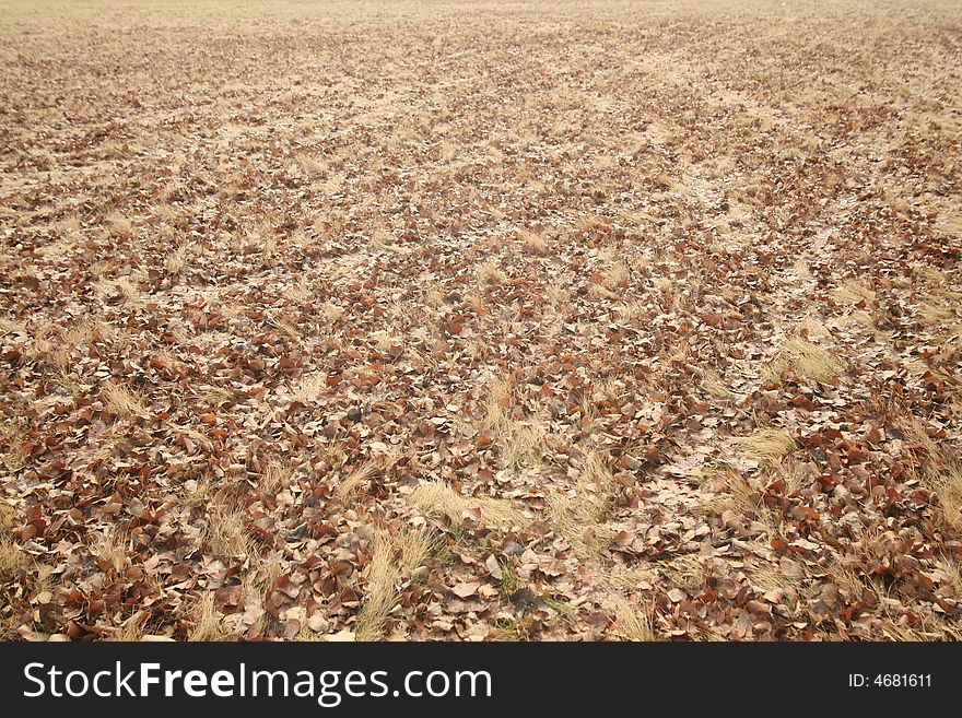 Background of warm brown fall leaves. Background of warm brown fall leaves