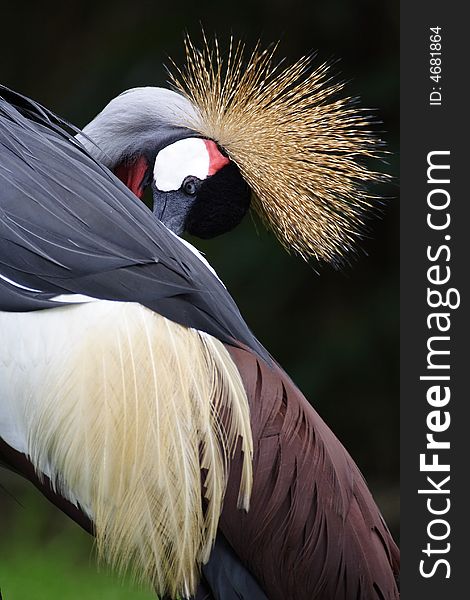 A crown crane in beijing zoo