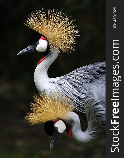 Crown crane in beijing zoo