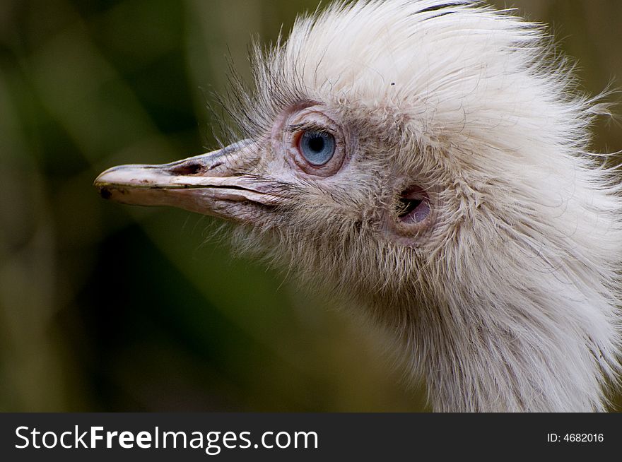 Funny looking ostrich with great blue eyes