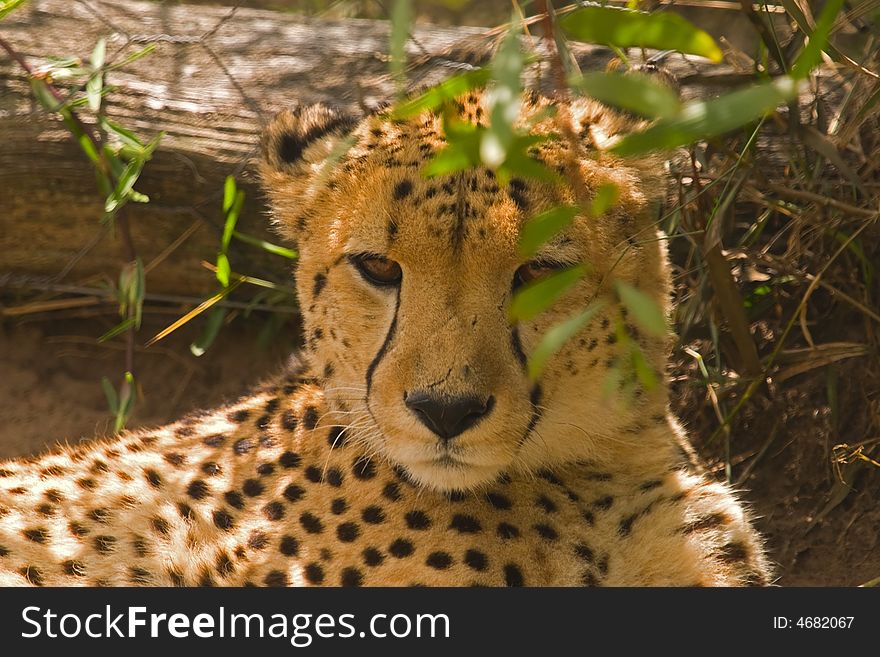 Cheetah lying in the shade of a tree. Cheetah lying in the shade of a tree