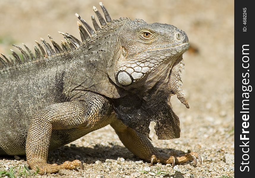 Mature iguana on the ground