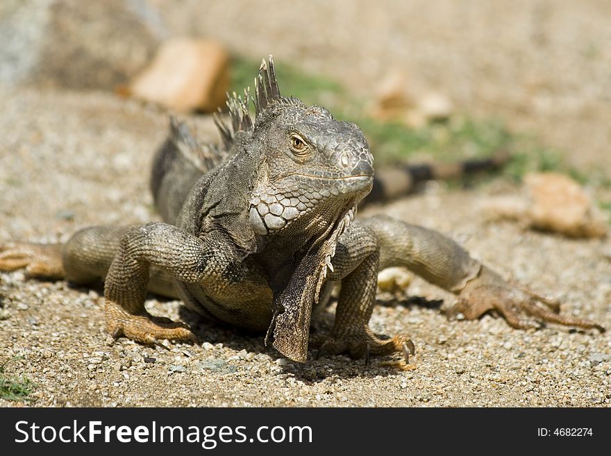 Mature iguana on the ground