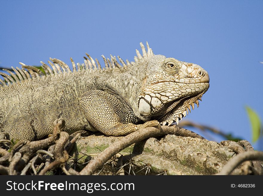 Mature Iguana Basking In The Sun