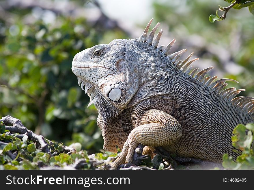 Large mature iguana basking in the sun.