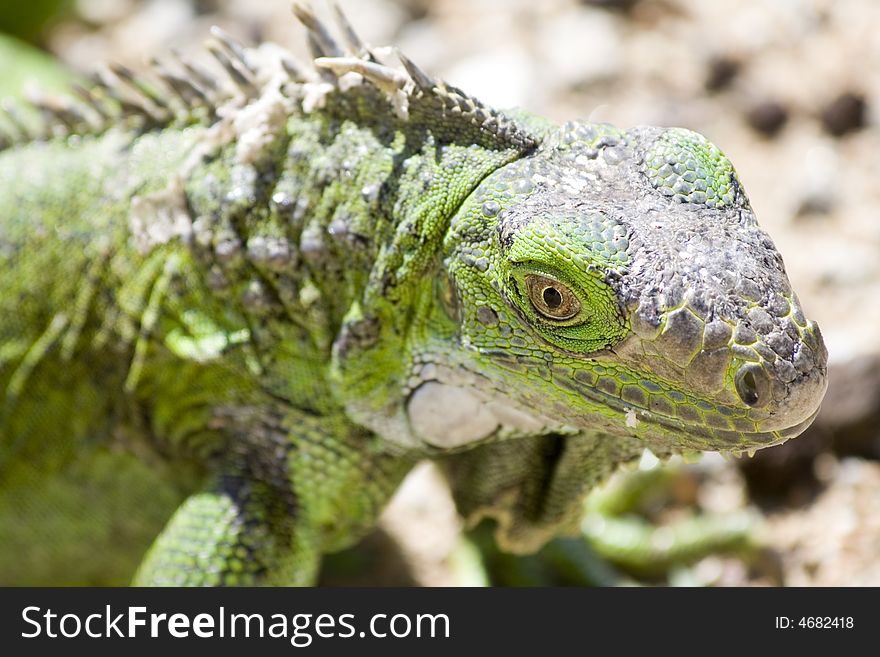 Young green iguana on the ground. Young green iguana on the ground